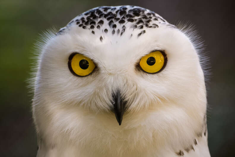 snowy owl facts for kids