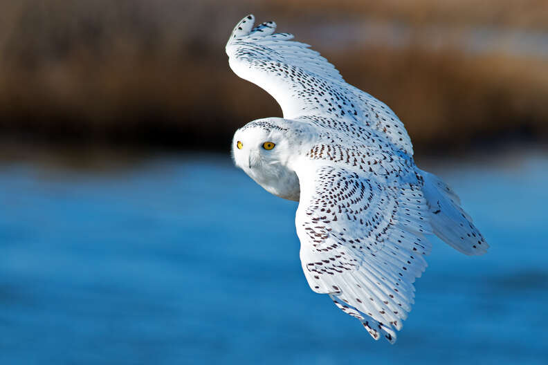 snowy owl facts for kids 