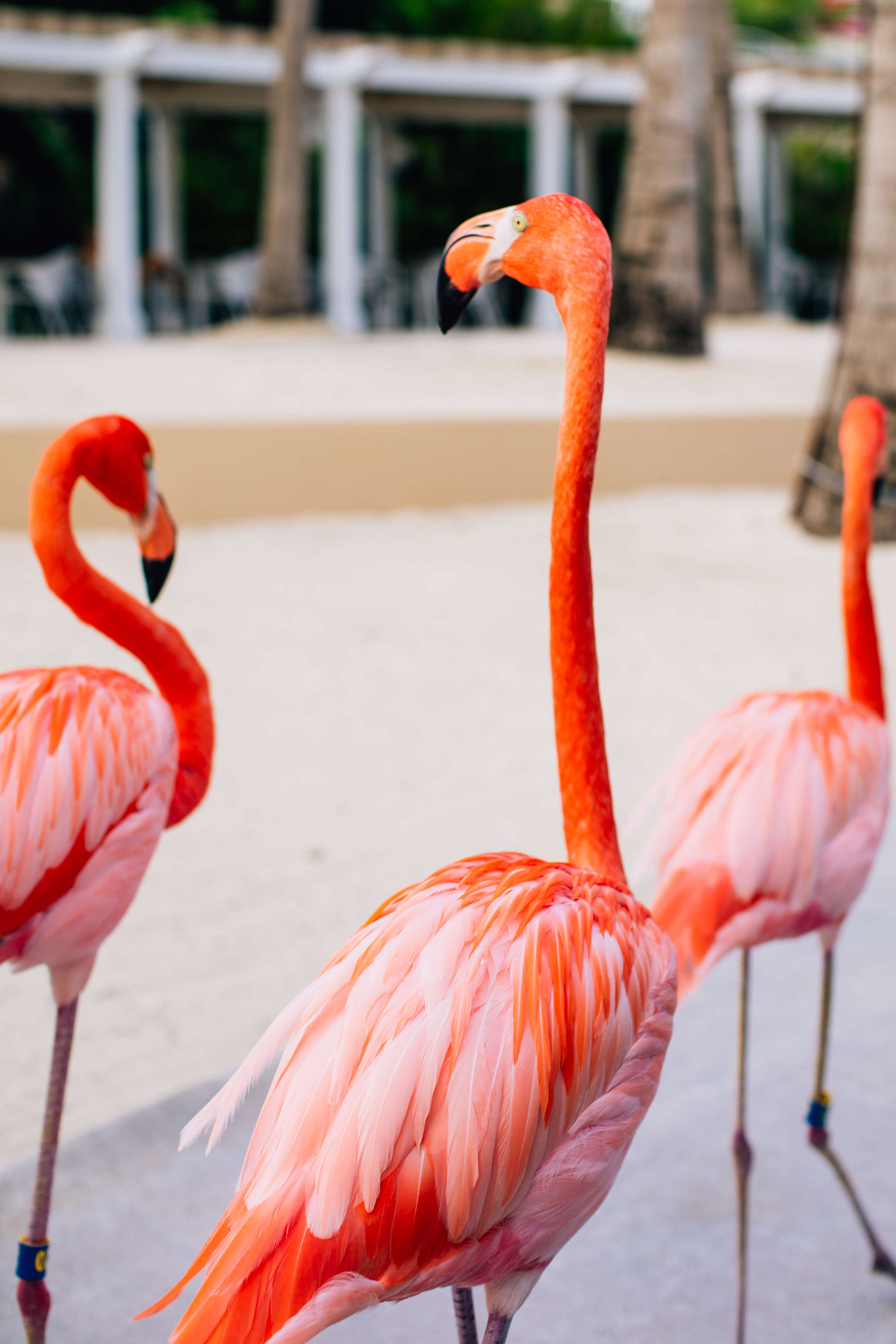 flamingoes bahamas