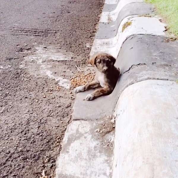 dog in drain