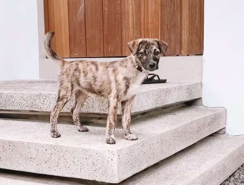 dog on stoop