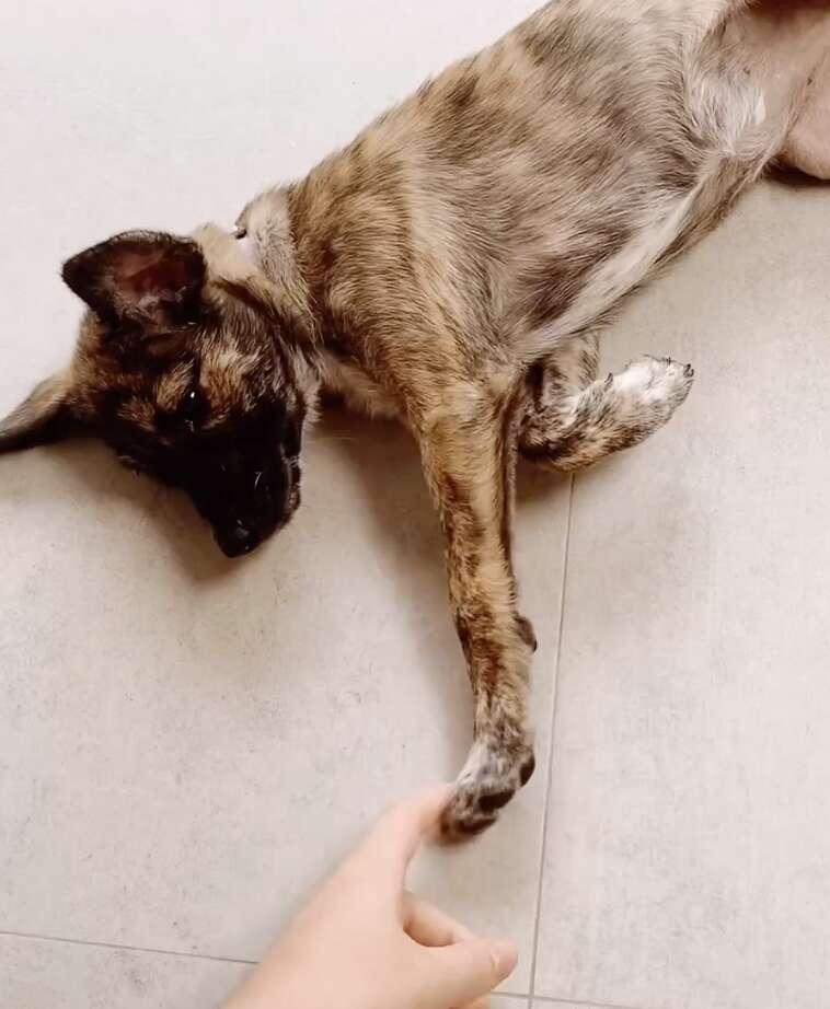 puppy touching hand 