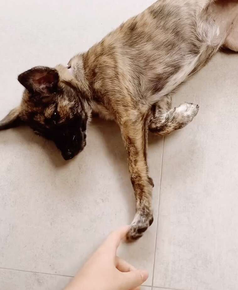 puppy touching hand