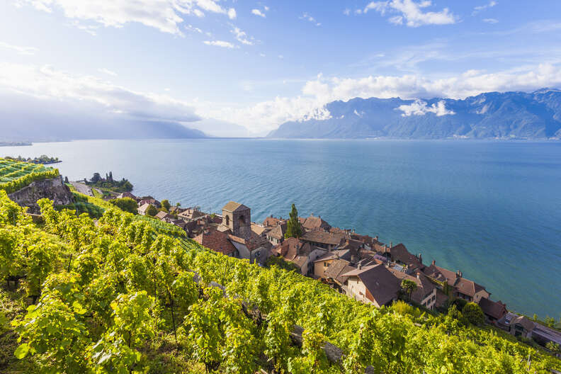 Weinberge in der Region Lavaux in der Schweiz