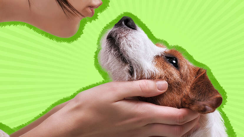 iQ Pet Care. Professional Quality for the care of your pet.