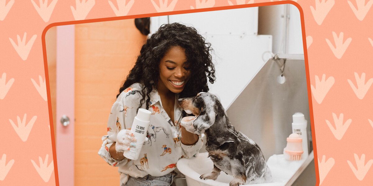 This Celebrity Groomer Is Transforming Shelter Dogs To Help Them Get ...