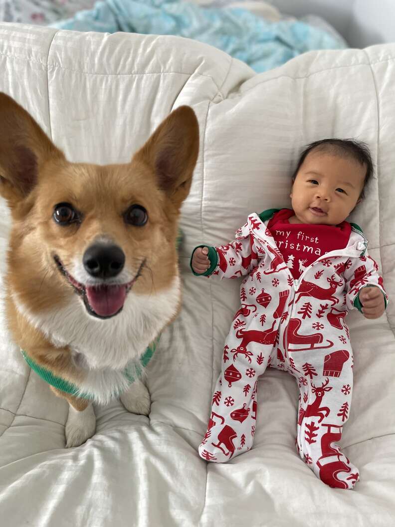 Corgi babys 2024