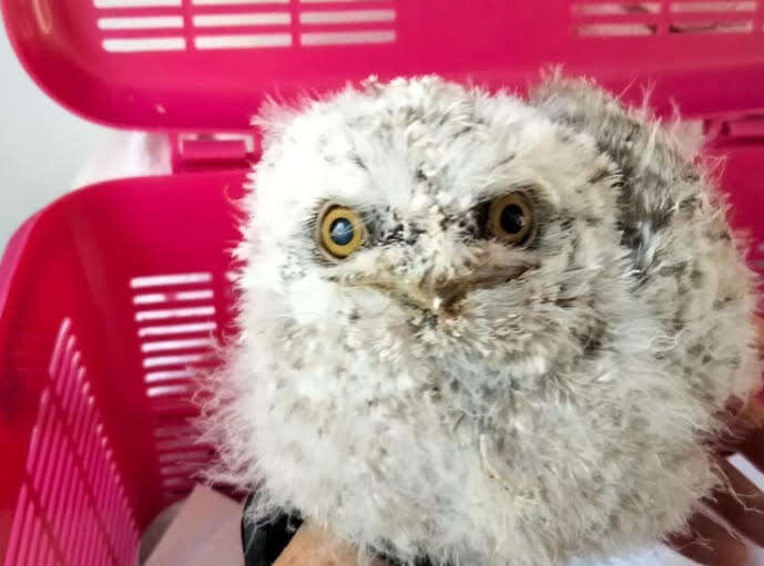 tawny frogmouth chick