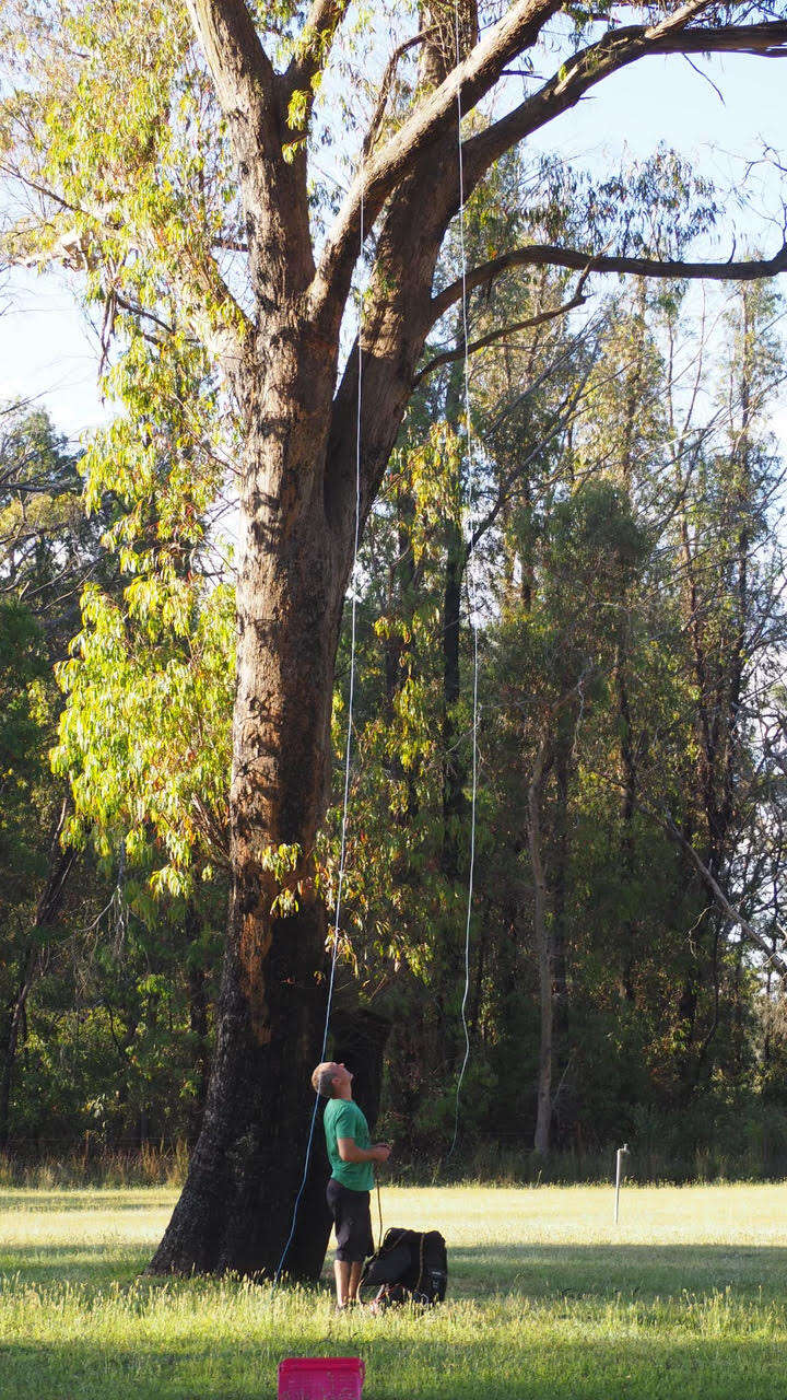 man staring up at tree