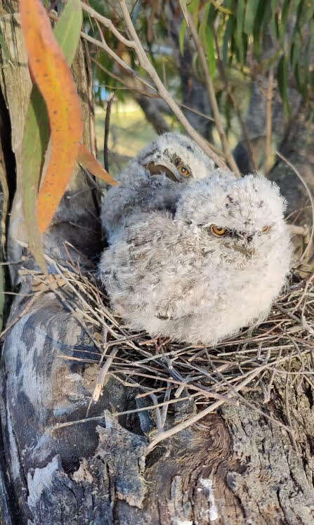 baby birds in tree