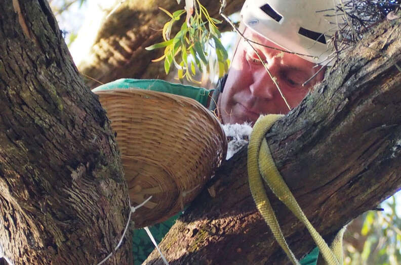 man putting bird in tree