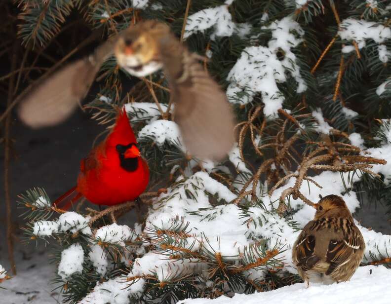 This cardinal also looks like an Angry Bird now that I think about