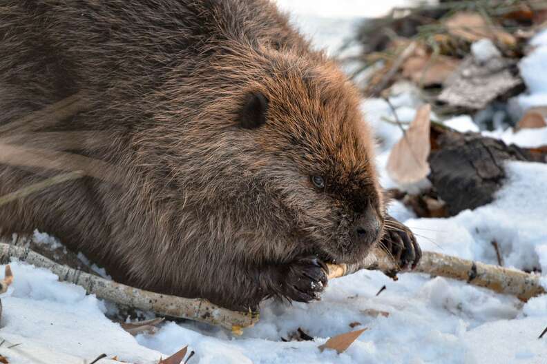 beaver