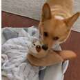Corgi Brings Baby Brother The Funniest Things In Hopes Of Winning Him Over