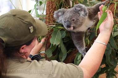 things to do in australia during world cup