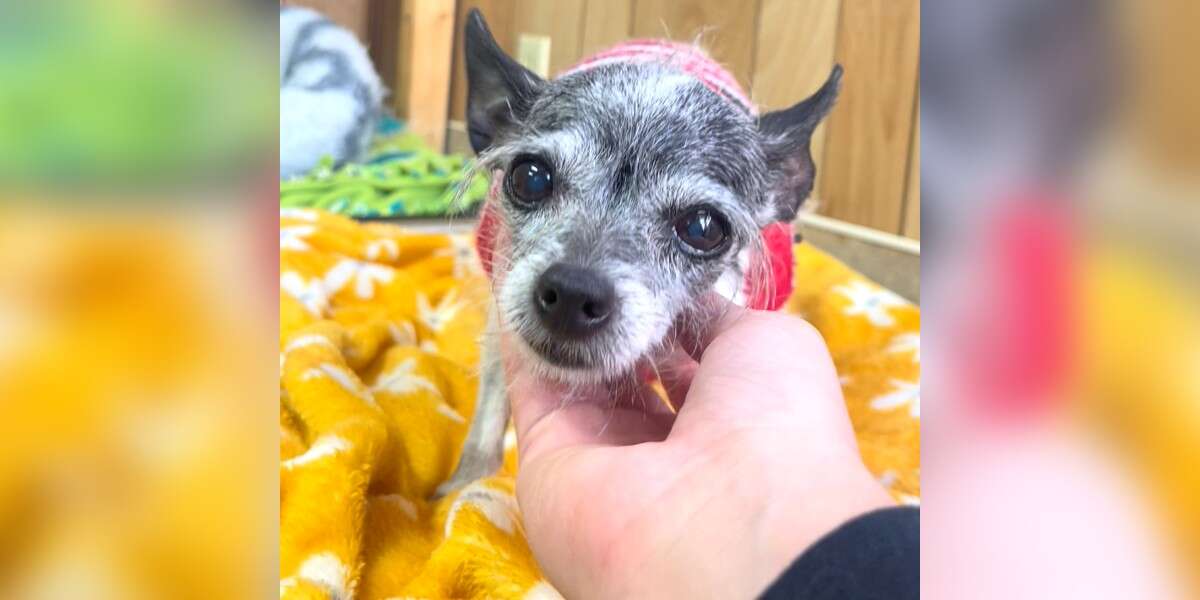 Dog Returned To Rescue For Wanting To Share Bed With Parents