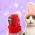 The Best Cat Hats For Photos, Winter Weather And Everything In Between