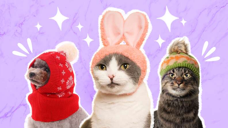 The Best Cat Hats For Photos, Winter Weather, And Everything In ...