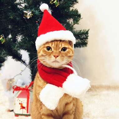 Because the holidays don’t have to end: PETLESO Cat Santa Hat