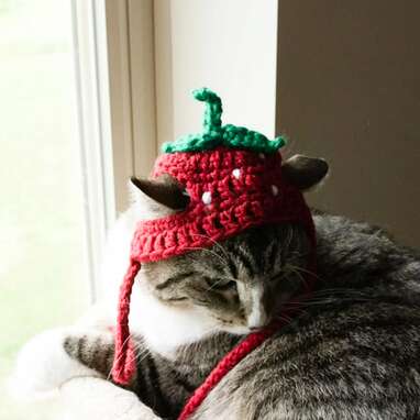 The Best Cat Hats For Photos, Winter Weather, And Everything In