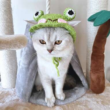 Frog winter hat for cat