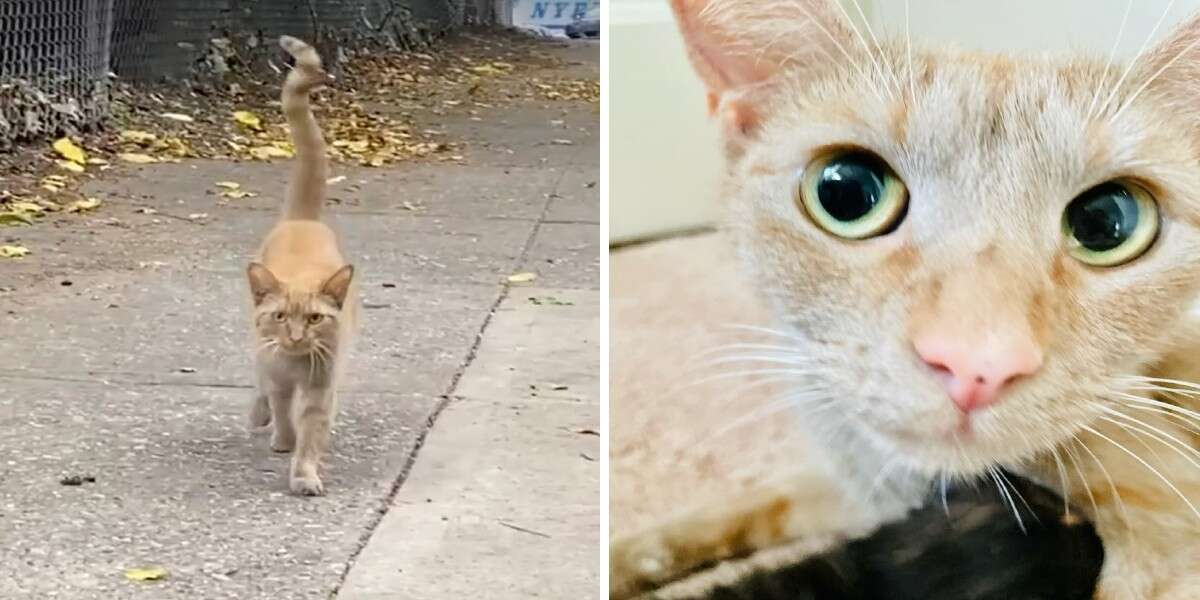 Cat Runs Up To Woman On Busy Street And Asks To Go Home With Her