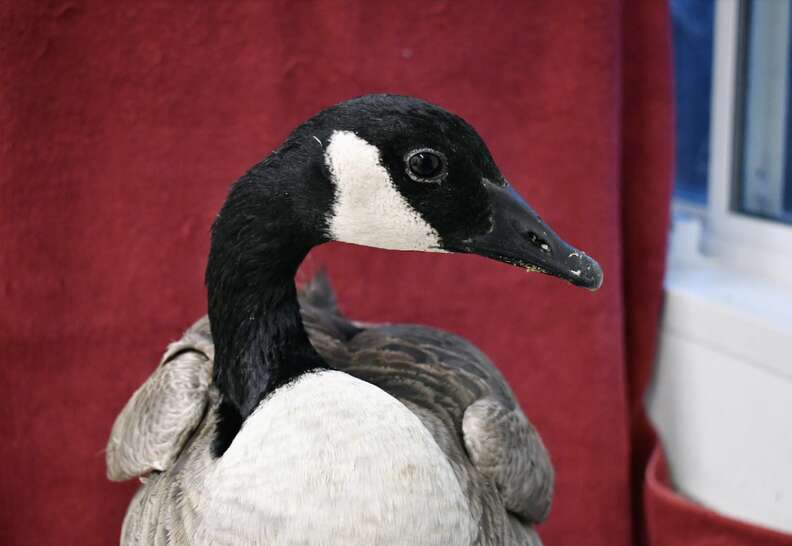 goose