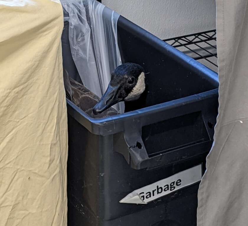 goose in garbage can
