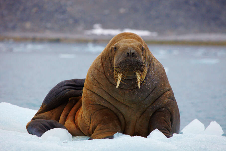 Walrus Detectives Are Now Being Recruited to Protect the Species - Thrillist