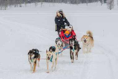 dogsledding at Jackson Hole