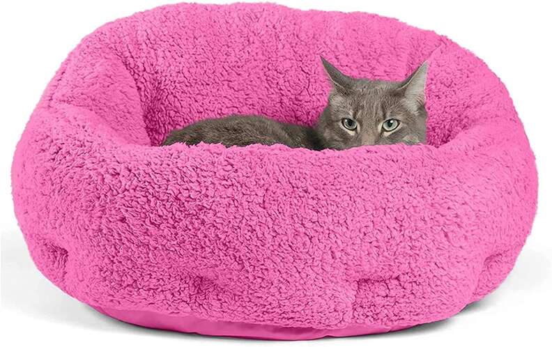 best cat bed cozy