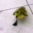 Guy Makes It His Life Mission To Reunite Lost Baby Goose With His Family