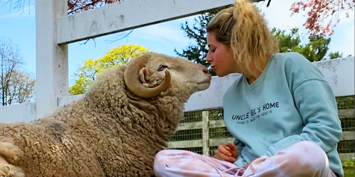 Watch This Rescued Ram Become The Happiest Boy - Videos - The Dodo