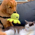 Puppy Tries To Win Over Senior Cat With Toys!
