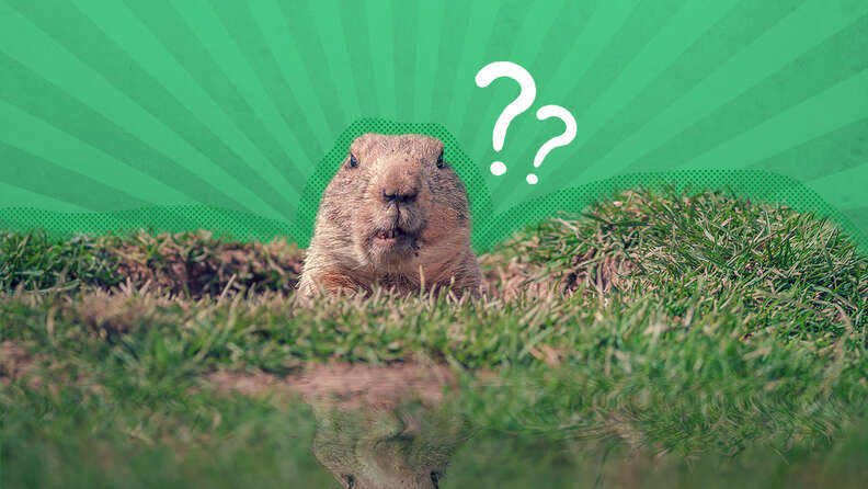 Groundhog Day Origin: Here’s How This Holiday Got Its Start - DodoWell