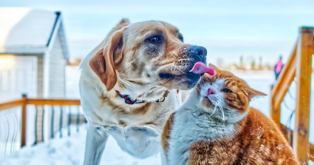 PetSmart searching for cat and dog 'chief toy testers,' offering $10,000  each