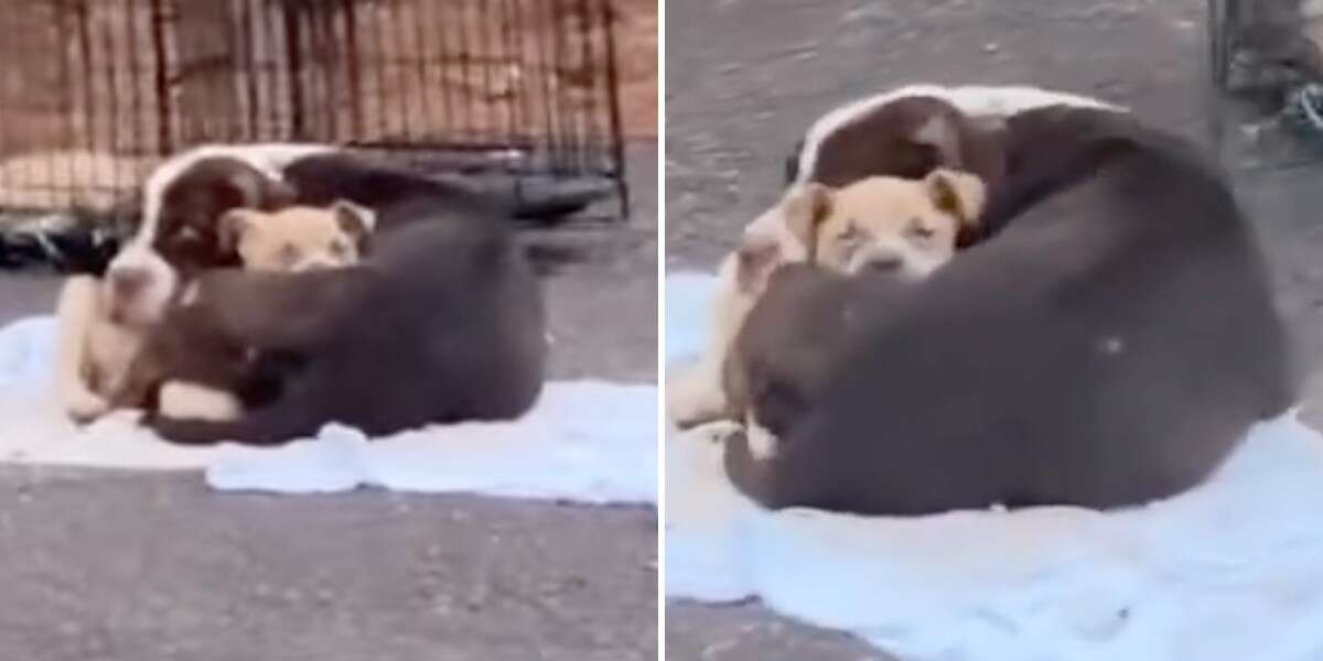 Mama Dog Cradling Puppy On Street Is Overjoyed To See Her Rescuers