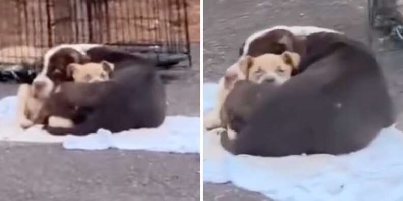 dogs hugging