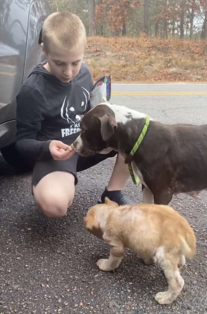 boy feeding dogs