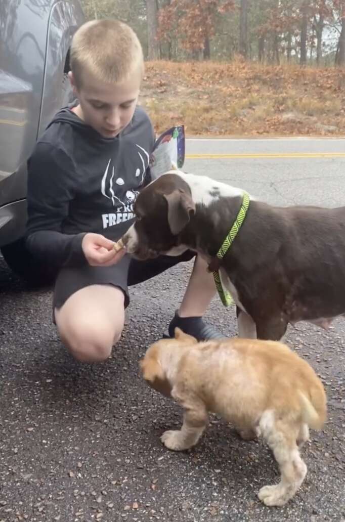 boy feeding dogs 