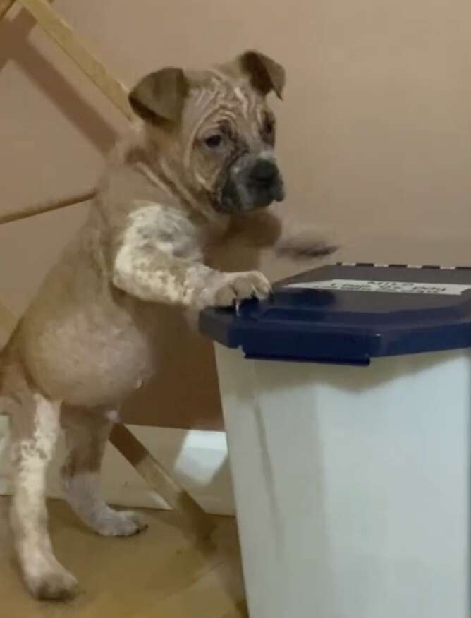 puppy standing up