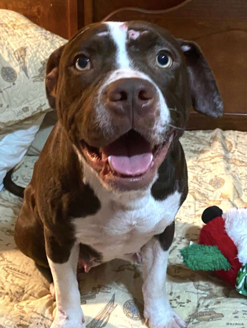 dog smiling at camera