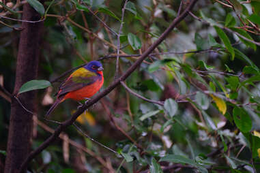 painted bunting at Bok Tower Gardens