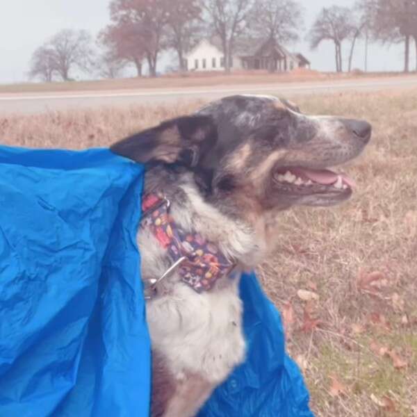 dog in a poncho