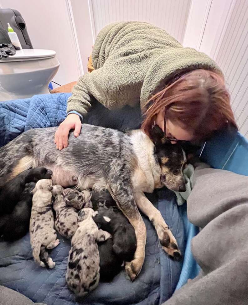 mamma dog with puppies 