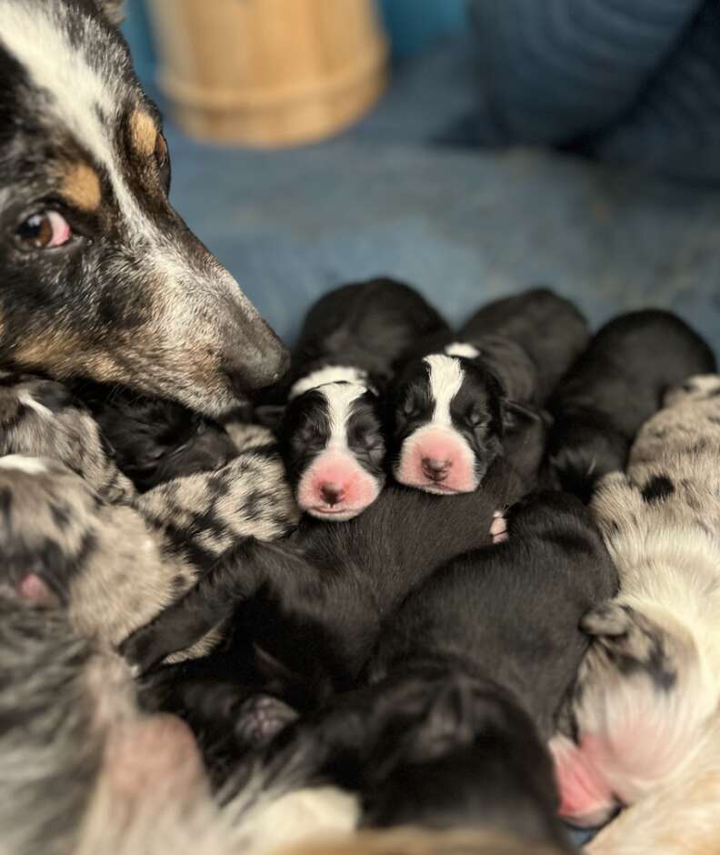 mama dog with her puppies 