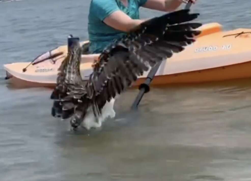 bird trying to fly