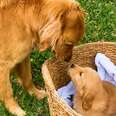 Golden Retriever Gets Surprised With A Tiny Puppy