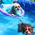 This Dog Is Obsessed With His Kiddie Pool