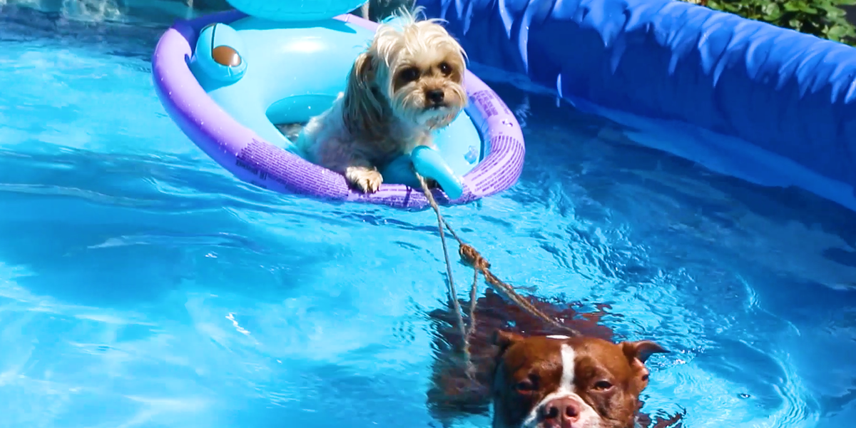 This Dog Is Obsessed With His Kiddie Pool Videos The Dodo